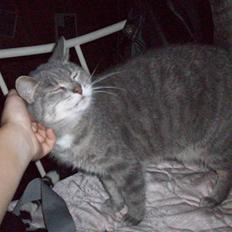 Blanding af racer Musse Løvehjerte (DØD)