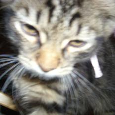 Blanding af racer My