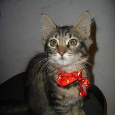 Blanding af racer My