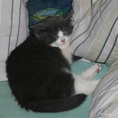 Blanding af racer Molle