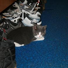 Blanding af racer Molle