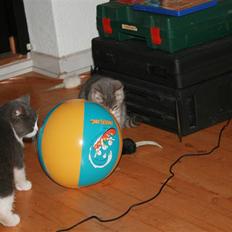 Blanding af racer Molle