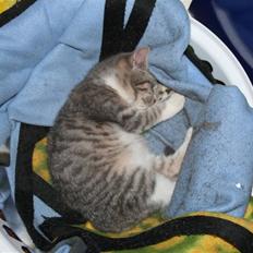 Blanding af racer Mille