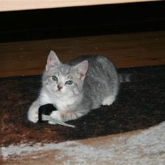 Blanding af racer Mille