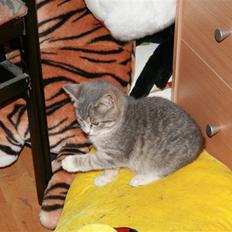 Blanding af racer Mille