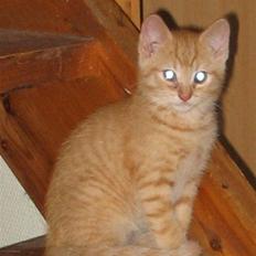 Huskat Ozzy " DØD i okt 2008 " 