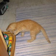 Huskat Ozzy " DØD i okt 2008 " 