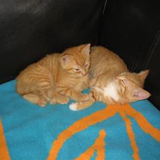 Huskat Ozzy " DØD i okt 2008 " 