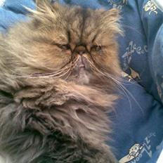 Perser Lady Fair Sweet Dream