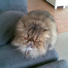 Perser Lady Fair Sweet Dream