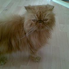 Perser Lady Fair Charming Boy