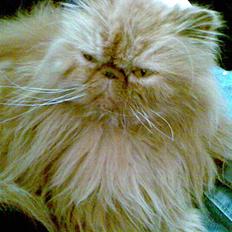 Perser Lady Fair Charming Boy