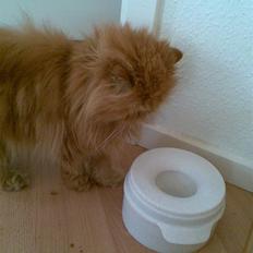 Perser Lady Fair Charming Boy