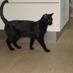 Blanding af racer Tarzan <3 min stjerne