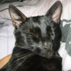 Blanding af racer Tarzan <3 min stjerne