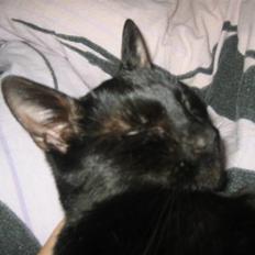 Blanding af racer Tarzan <3 min stjerne