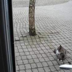 Norsk Skovkat marie's lion DØD 27/3 09*