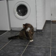 Norsk Skovkat marie's lion DØD 27/3 09*