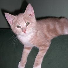 Blanding af racer Luka