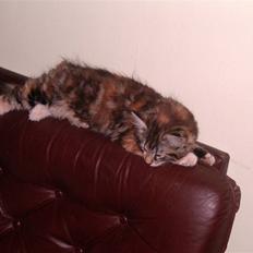 Blanding af racer Mulle 