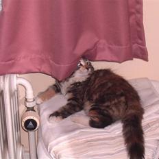 Blanding af racer Mulle 