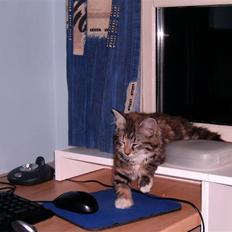 Blanding af racer Mulle 