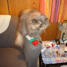 Perser Victoria-Hope Golden Stat