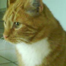 Blanding af racer Garfield