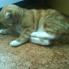 Blanding af racer Garfield