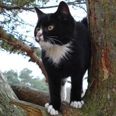 Blanding af racer Hamster