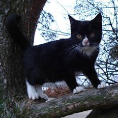 Blanding af racer Hamster