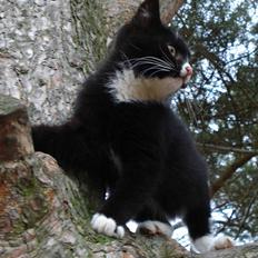 Blanding af racer Hamster