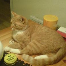 Blanding af racer Sara