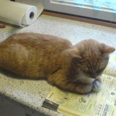 Blanding af racer Sara