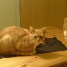 Blanding af racer Sara