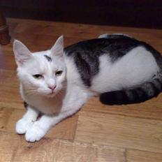 Huskat <3 Racer missen <3