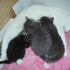 Huskat <3 Racer missen <3