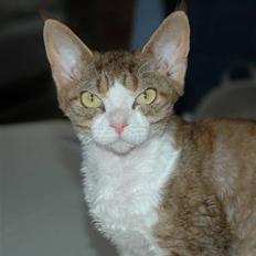 Devon Rex DK Mischek Cassiopeia