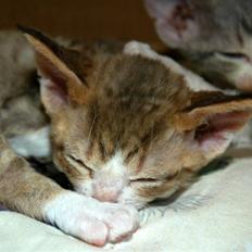 Devon Rex DK Mischek Cassiopeia