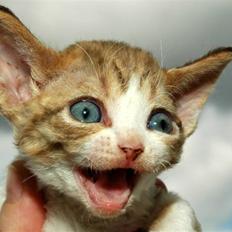 Devon Rex DK Mischek Cassiopeia