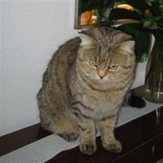British Shorthair S*Swebritt's Dustin