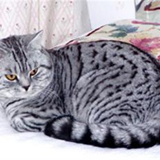 British Shorthair S*Swebritt's Dustin