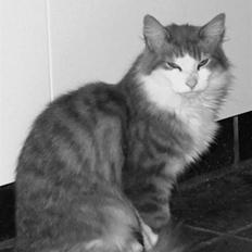 Norsk Skovkat Simba(misted):(