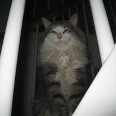 Norsk Skovkat Simba(misted):(