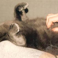 British Shorthair † Sniffy †