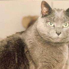 British Shorthair † Sniffy †