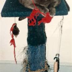 British Shorthair † Sniffy †