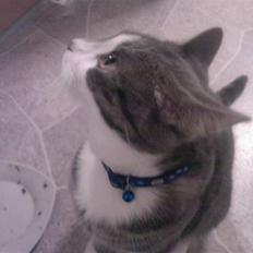 Huskat Louie (Nyt hjem)