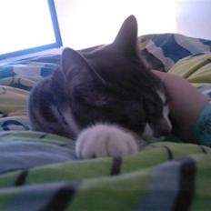 Huskat Louie (Nyt hjem)