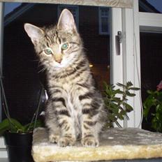 Blanding af racer Nala